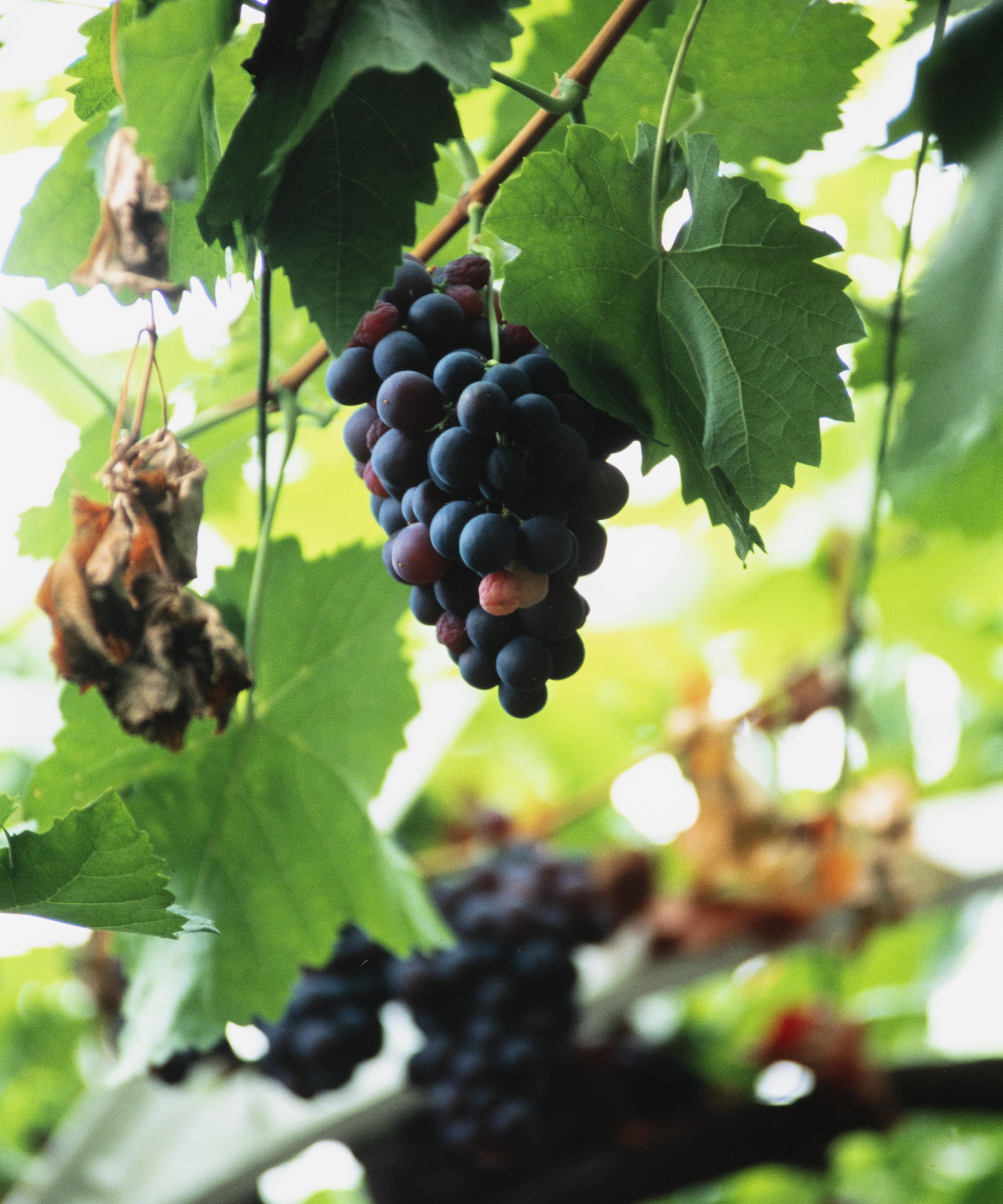 Raisins noirs entourés de feuillage mûrissant sur une vigne au palais de Hampton Court