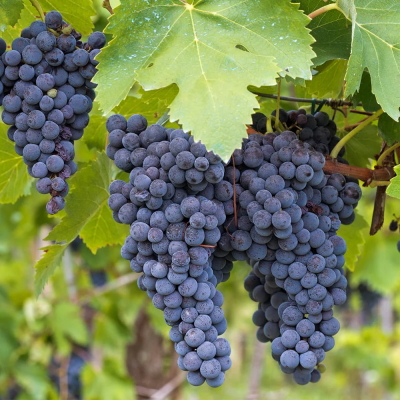 Raisin Concorde