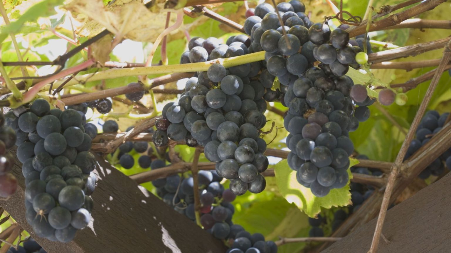Que faire avec une vigne en juin – 5 tâches pour obtenir les fruits les plus fins et les plus sucrés Three clusters of black grapes are ripening on vines