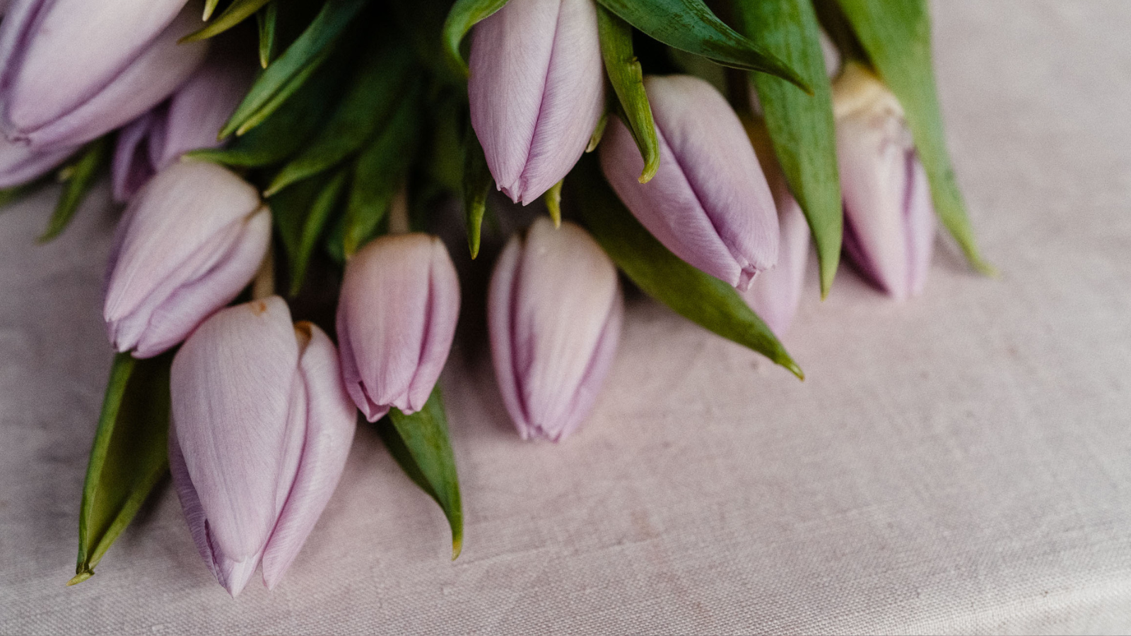 Tulipes lilas sur nappe blush