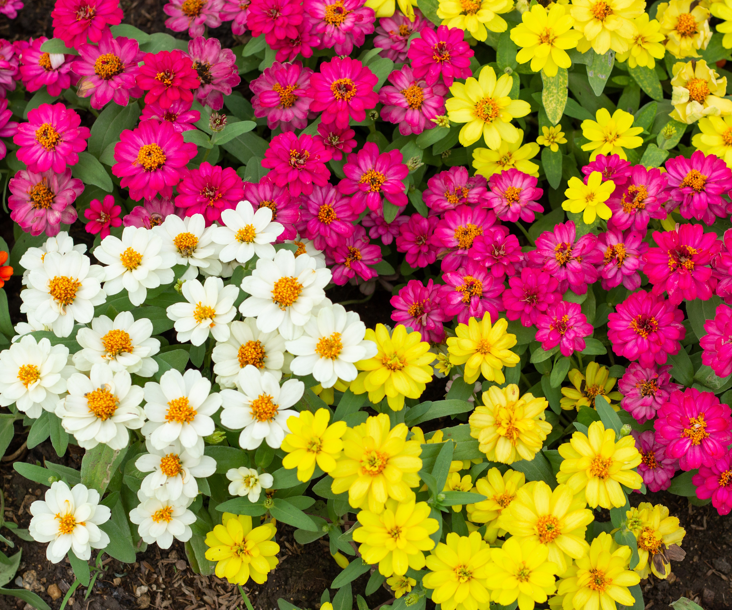 Zinnias nains