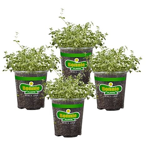 Bonnie Plants Thym anglais 19,3 oz. Paquet de 4