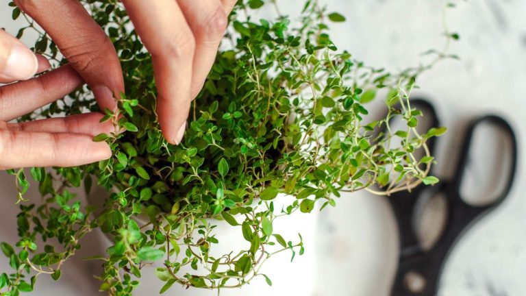 Comment récolter le thym en été pour qu’il continue de pousser – et pour obtenir la meilleure saveur Thyme being grown indoors