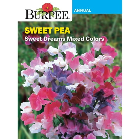 Burpee Sweet Dreams Graines de fleurs de pois de senteur de couleurs mélangées, 1 paquet