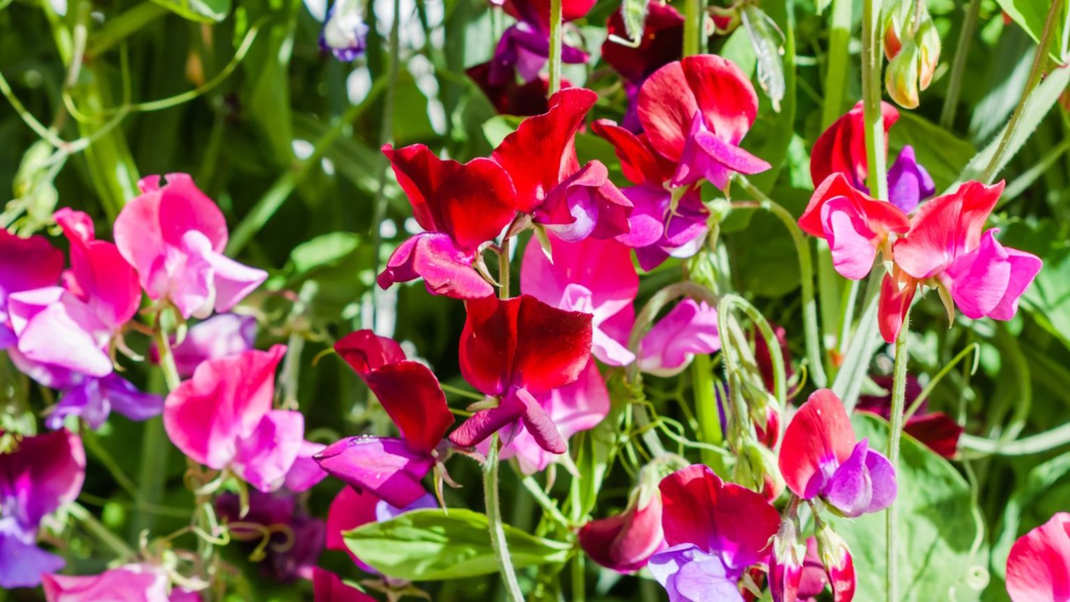Que faire avec les pois de senteur en juin – Pour un approvisionnement infini de fleurs coupées parfumées en été Pink sweet pea flowers