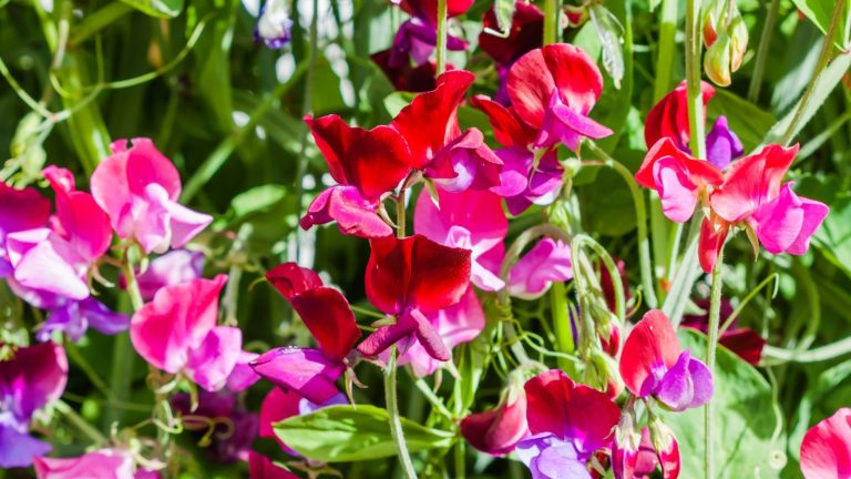 Que faire avec les pois de senteur en juin – Pour un approvisionnement infini de fleurs coupées parfumées en été Pink sweet pea flowers