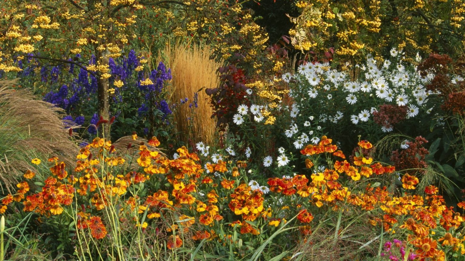 7 plantes à pincer maintenant – Cette tâche de 5 minutes de juin vous récompensera avec plus de fleurs tout l’été A flower border with Sorbus, Calamagrostis, Helenium, and Chrysanthemum blooming in the autumn