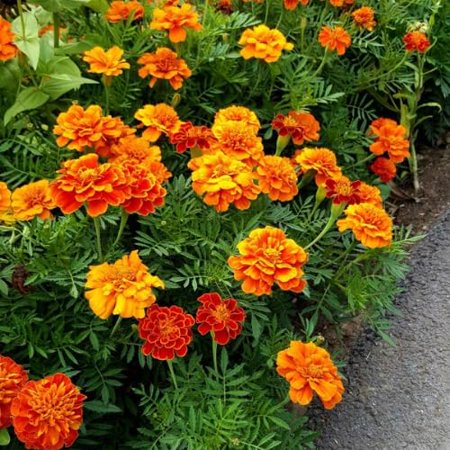 Pack de 3 pots de soucis plantes vivantes, mélange de couleurs de fleurs, plantes de souci annuelles vivant dans un pot de 4 pouces, plante de souci à fleurs