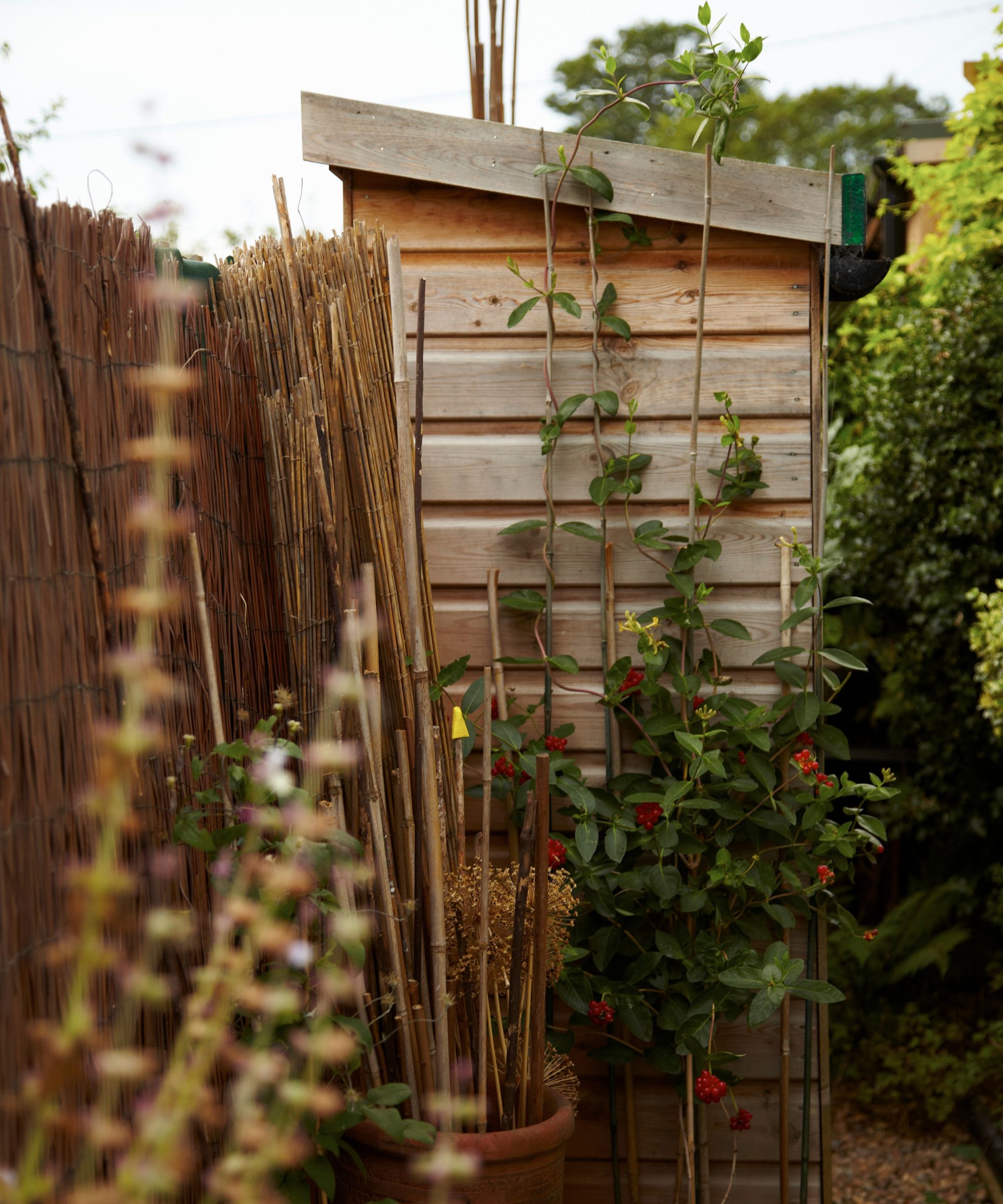 Un abri de jardin en bois avec de grandes plantes grimpantes au premier plan.