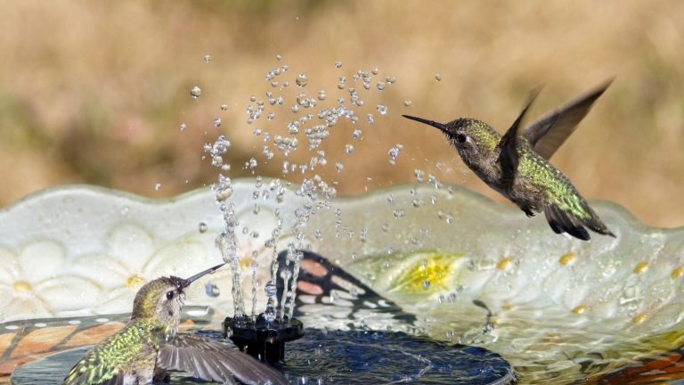 ALDI vient de lancer une fontaine solaire à 10 $ qui attirera les colibris et transformera une petite cour en un havre de paix Two hummingbirds play in the water stream of a backyard birdbath fountain