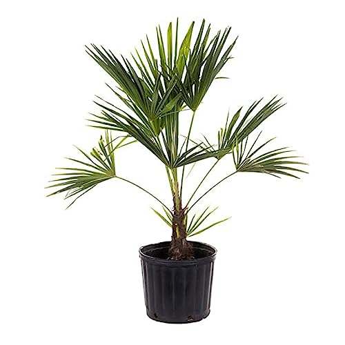American Plant Exchange Moulin à vent Palmier &ndash; 10 pouces avec pot &ndash; Plante de palmier Chusan vivante, arbre tropical résistant au froid pour la décoration de la maison, du patio ou du jardin
