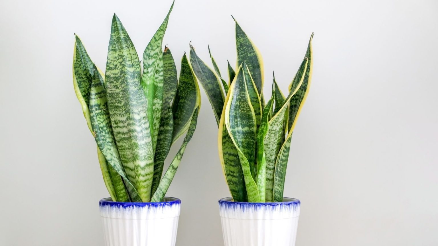 Que faire avec une plante serpent en mai pour encourager un feuillage plus affirmé Snake plant