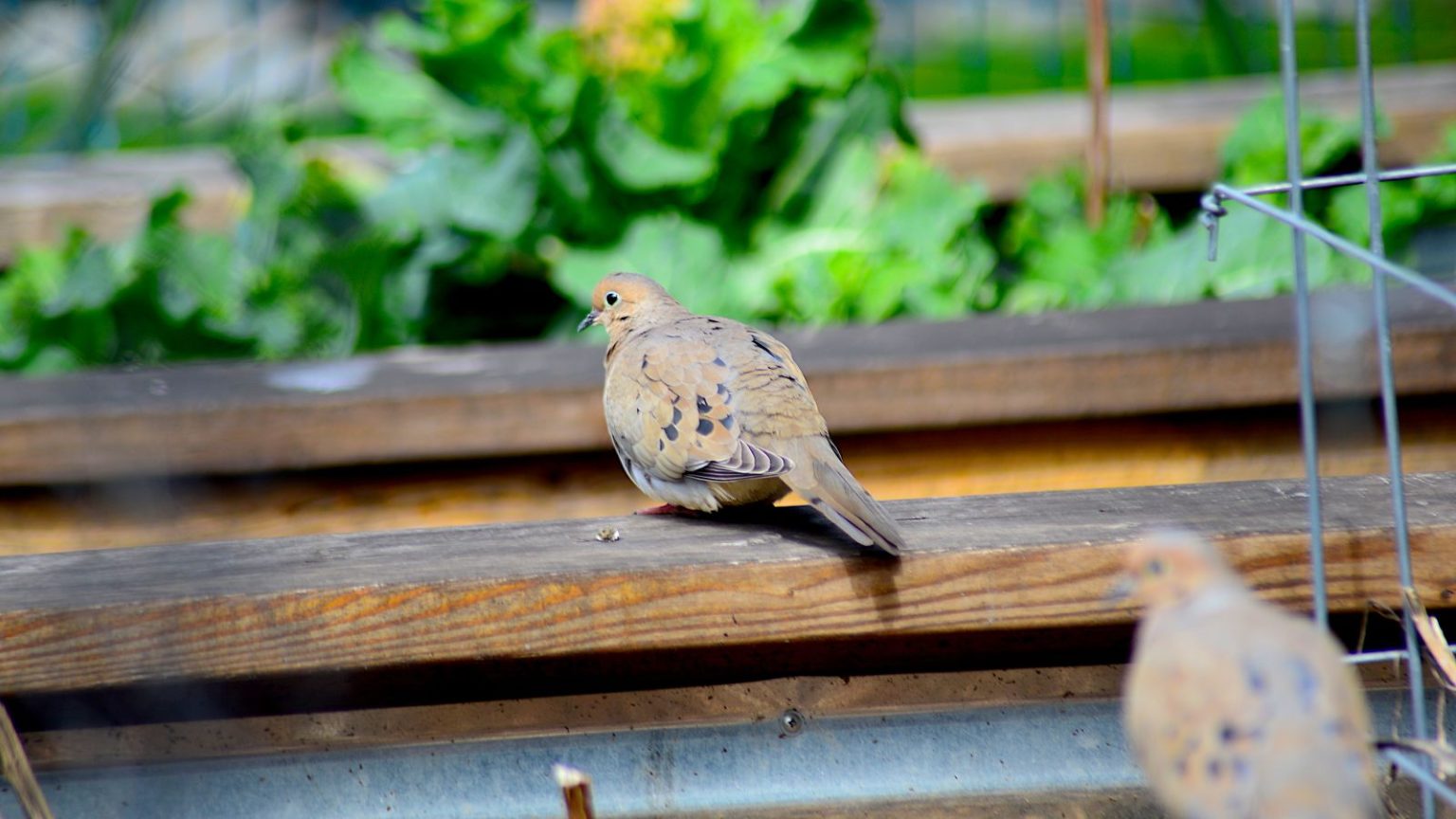 Des oiseaux volent des graines et endommagent des semis en mai ? 3 façons simples de les arrêter sans endommager votre jardin Two doves sit on the edge of a raised bed in a vegetable garden