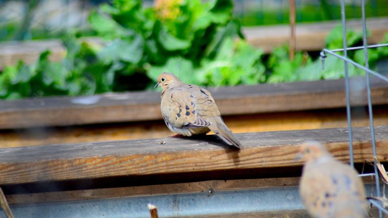 Two doves sit on the edge of a raised bed in a vegetable garden