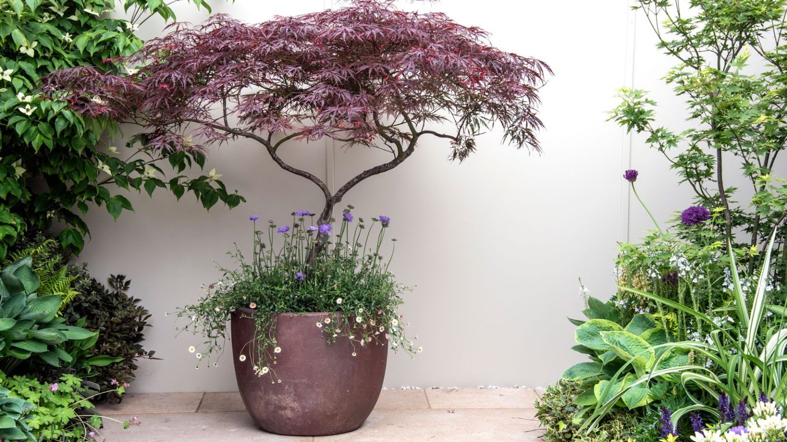 Les jardinières cannelées hautes à 15 $ d’ALDI s’inspirent de l’une des plus grandes tendances extérieures de cette année acer planted in copper container, underplanted with mexican fleabane and scabious, on patio pavers with borders of plants including hostas