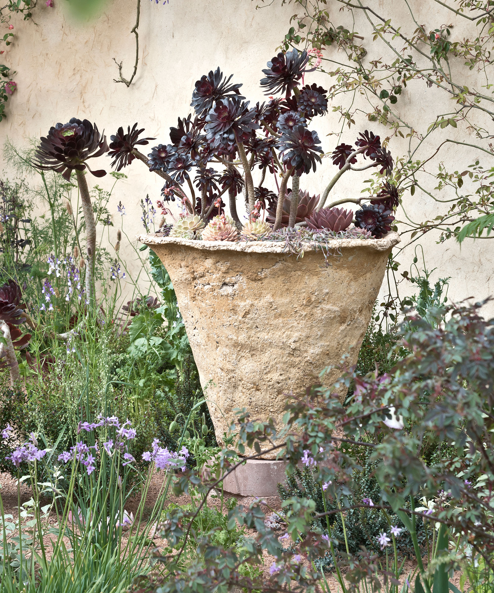 aeoniums noirs poussant dans un récipient