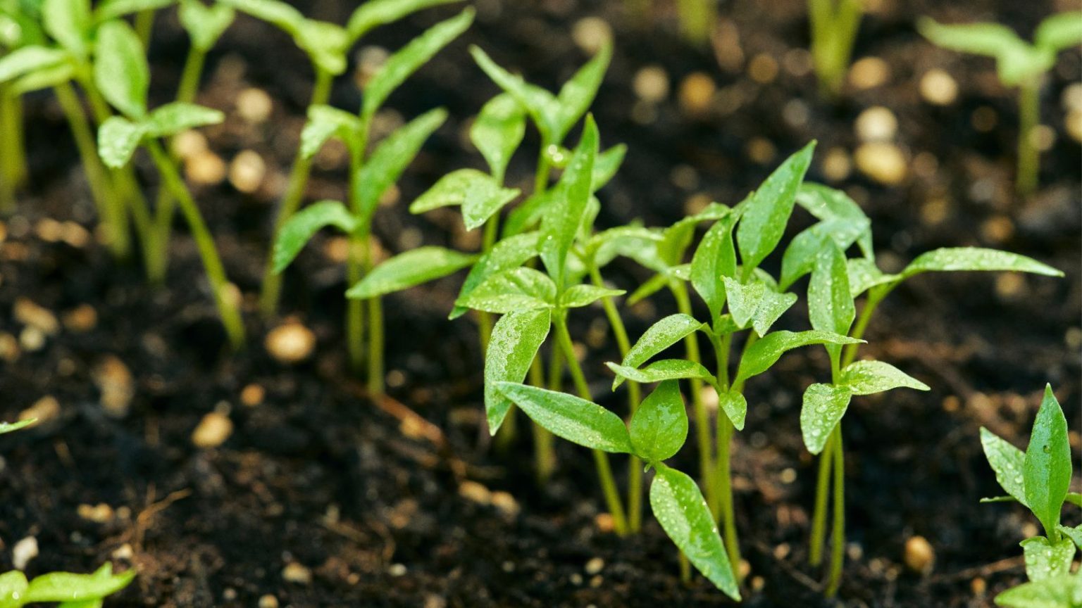 Vous avez semé accidentellement trop de graines ? Voici comment résoudre le problème et garantir des plantes saines ce printemps Seedlings in fresh soil
