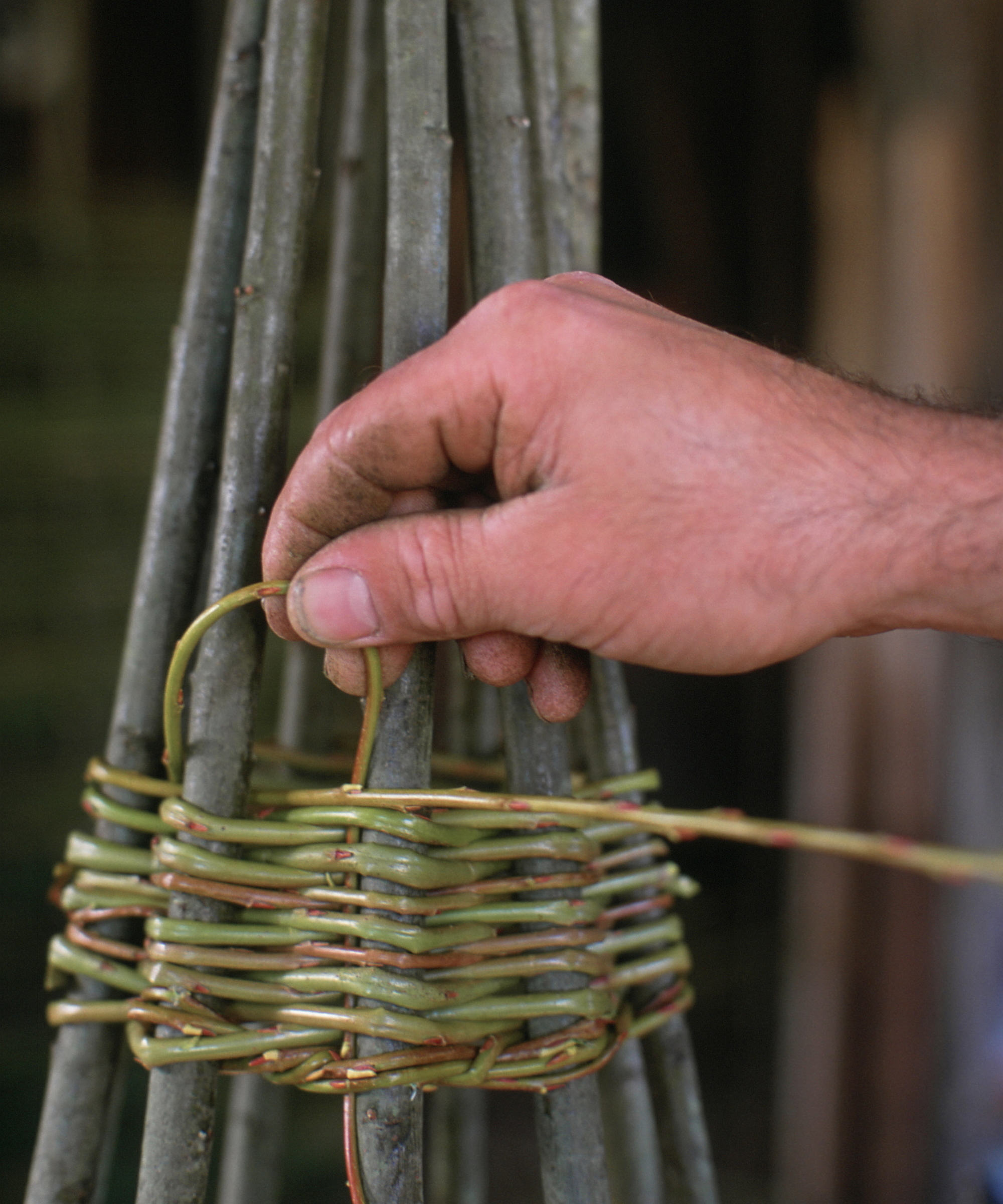 Une main tisse des tiges de saule pour réaliser un support végétal conique