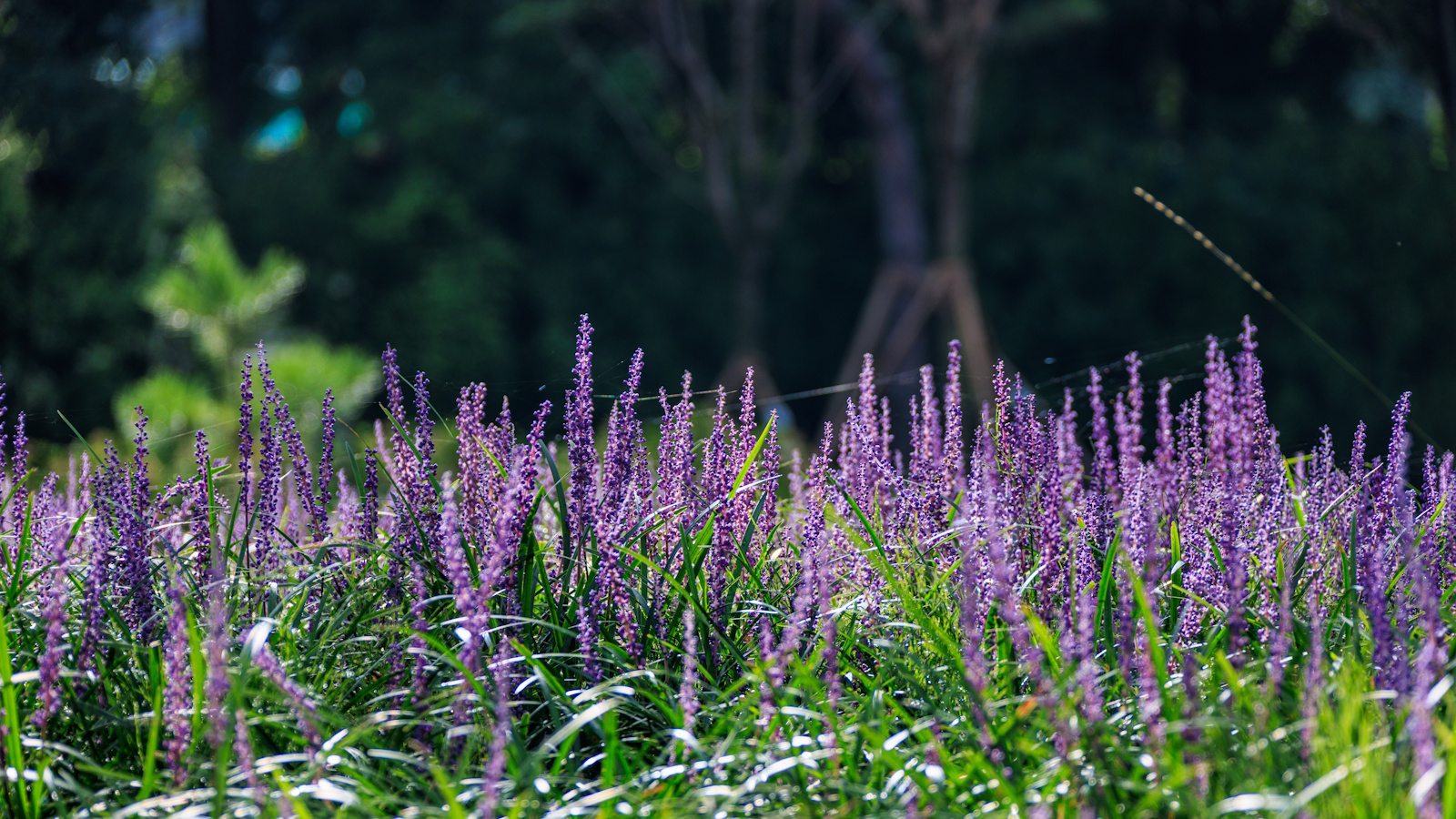 Herbe des singes, ou Liriope, fleurie avec des pointes de fleurs violettes dans un jardin ensoleillé