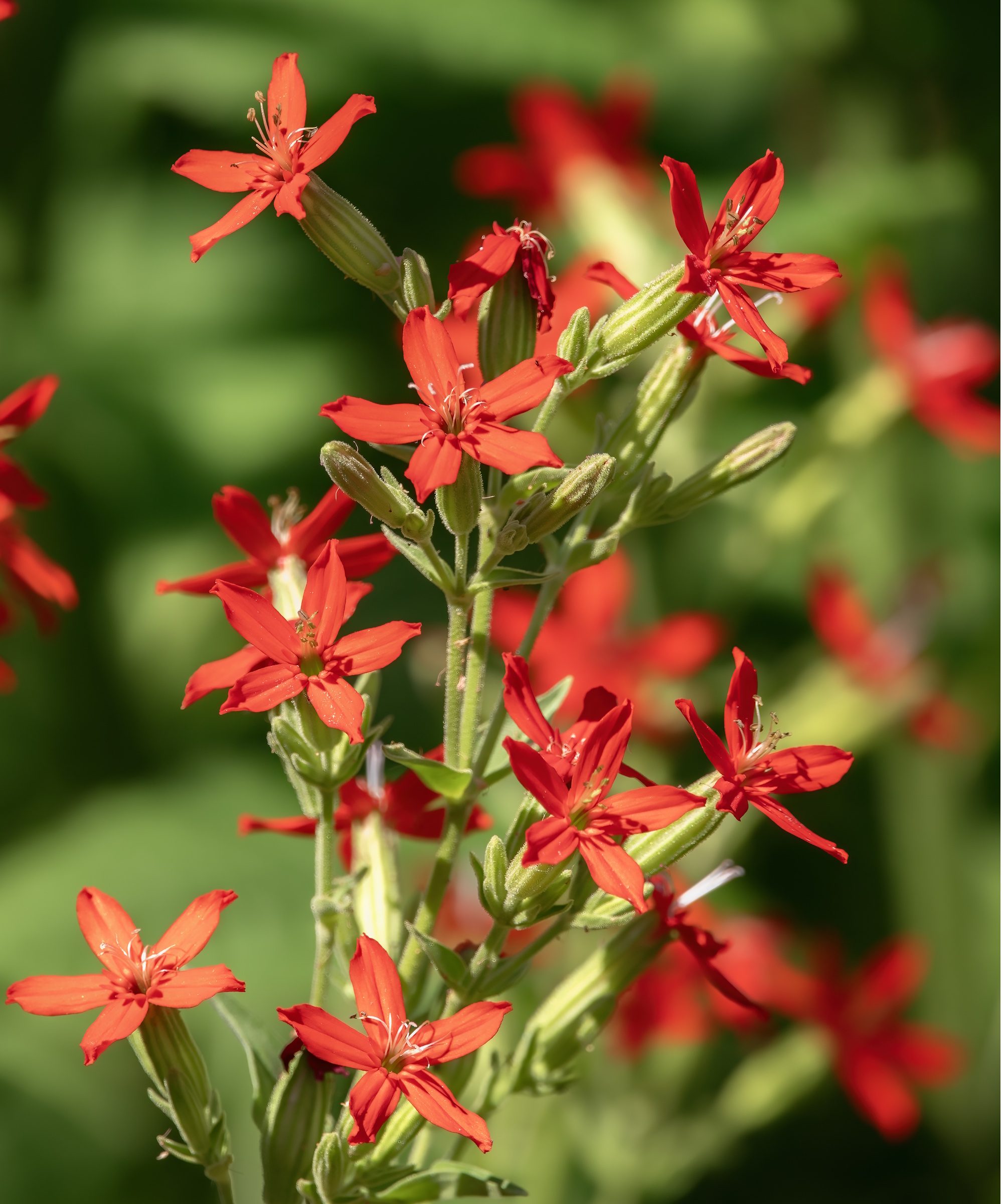 Fleurs de mouche royale