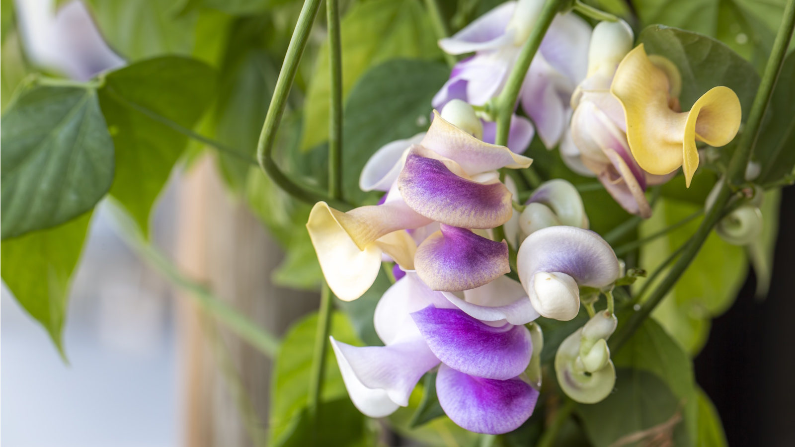 Fleurs de vigne tire-bouchon
