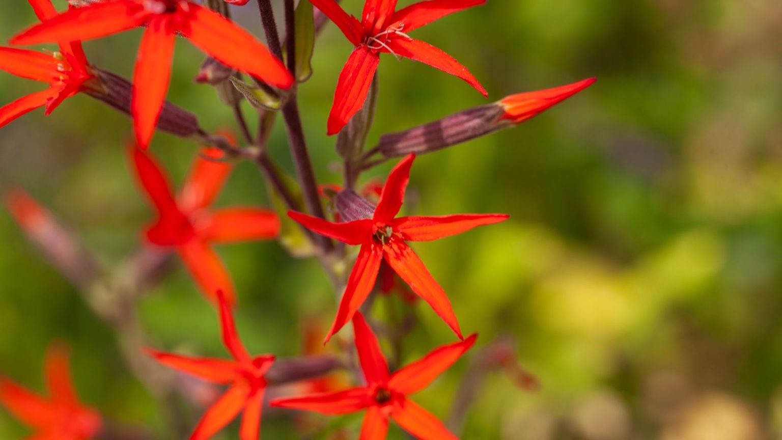 Red royal catchfly blooms