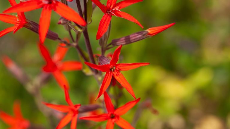 Red royal catchfly blooms