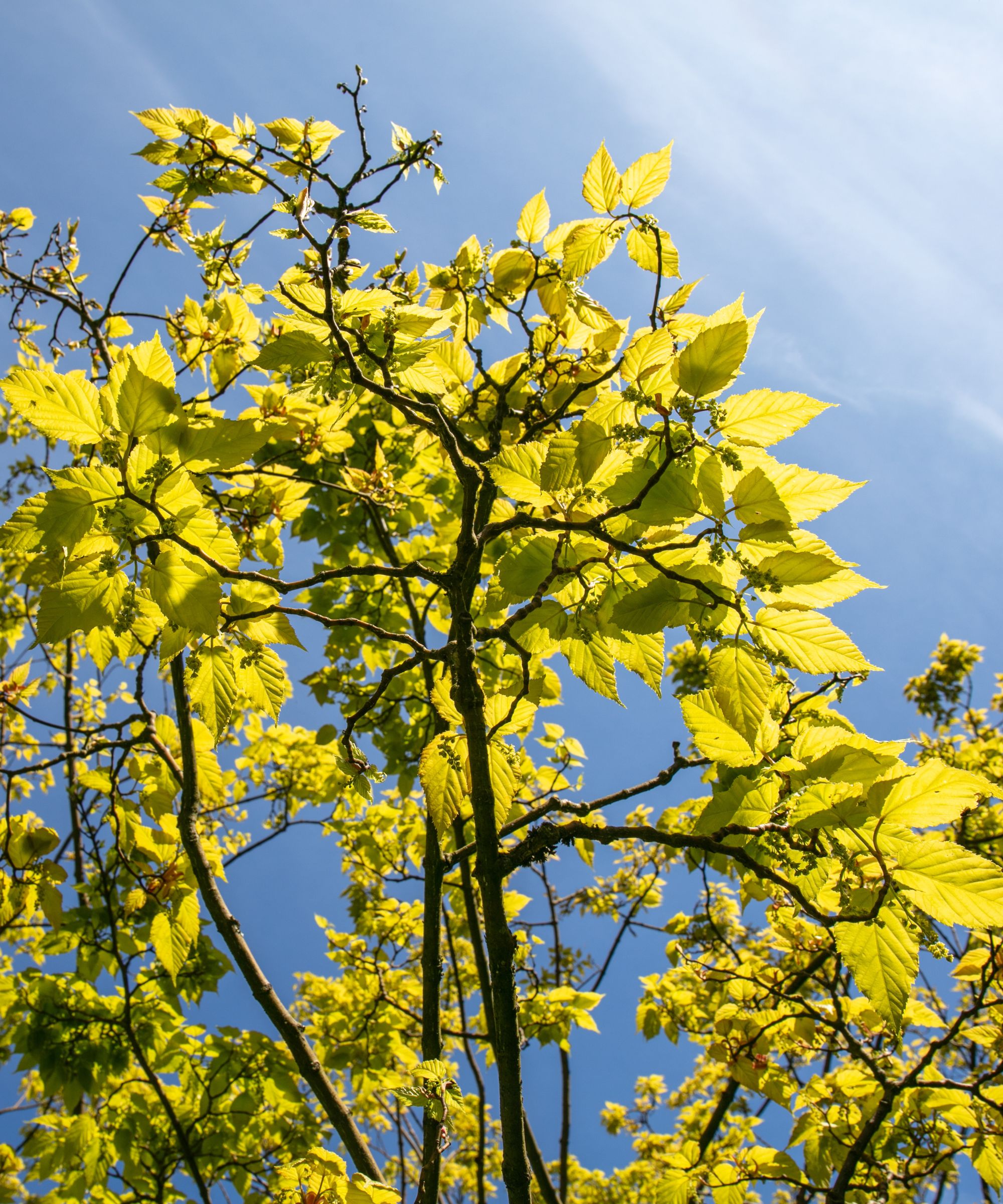 Mûrier contre un ciel bleu