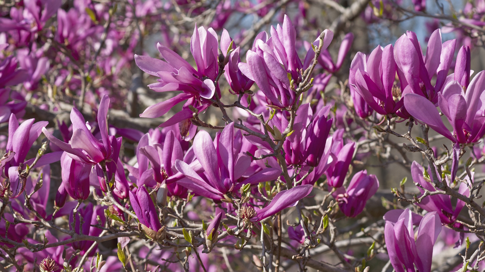 Magnolia 'Ann' avec des fleurs roses dans un jardin de printemps ensoleillé