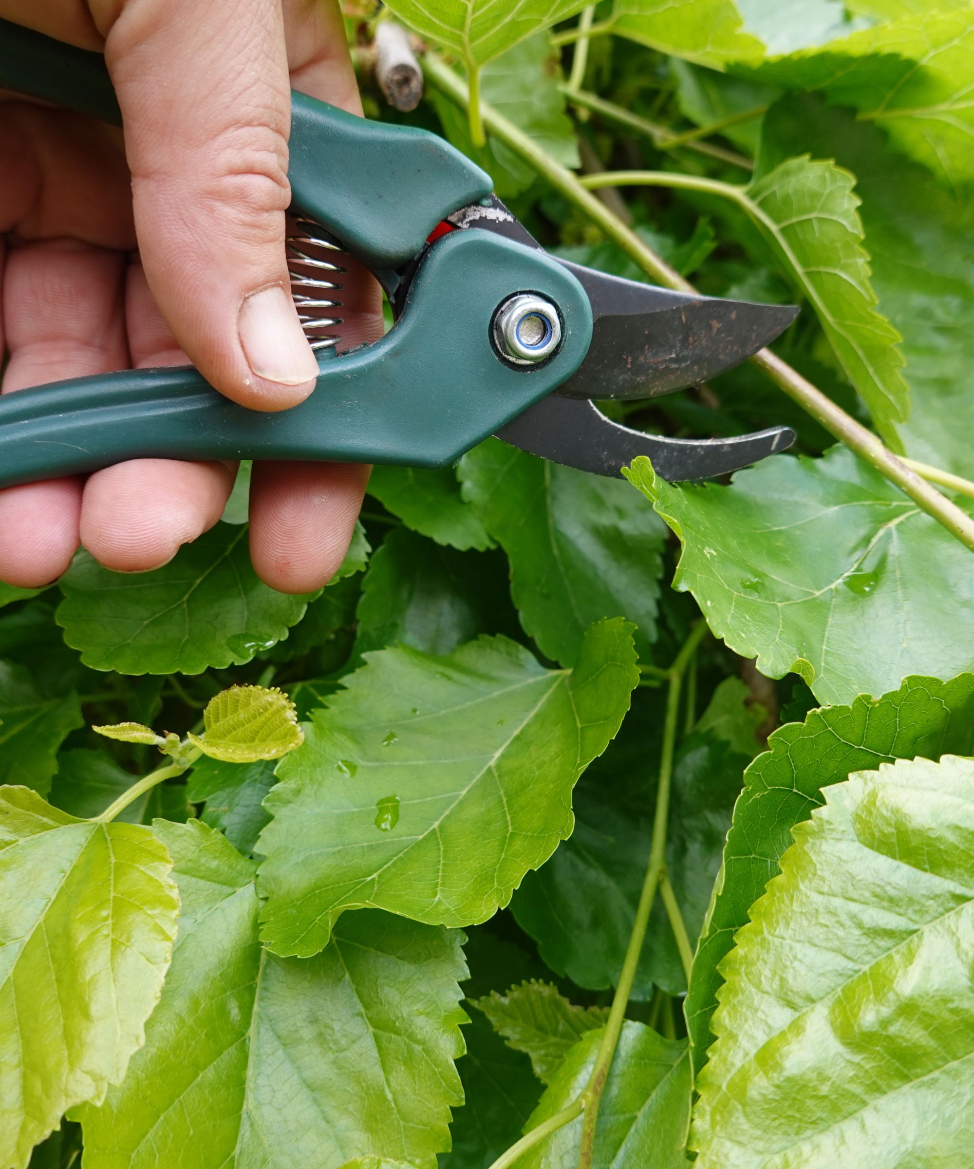Utiliser un sécateur pour propager un mûrier
