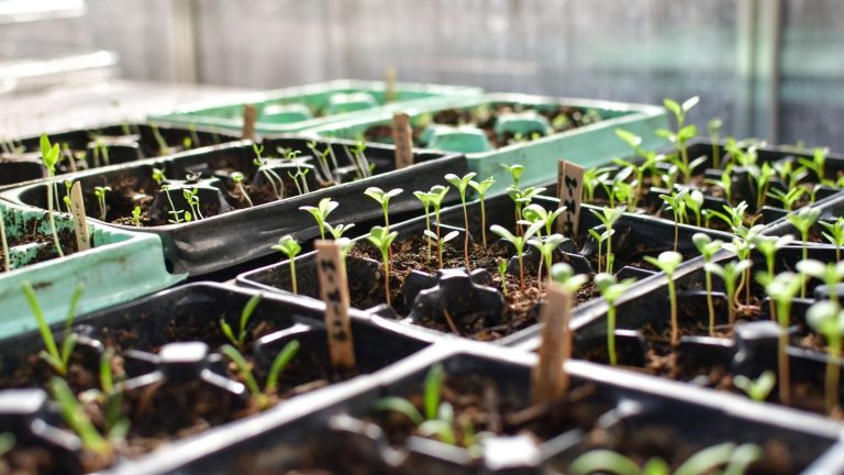 Seed trays full of young seedlings are in a bright greenhouse