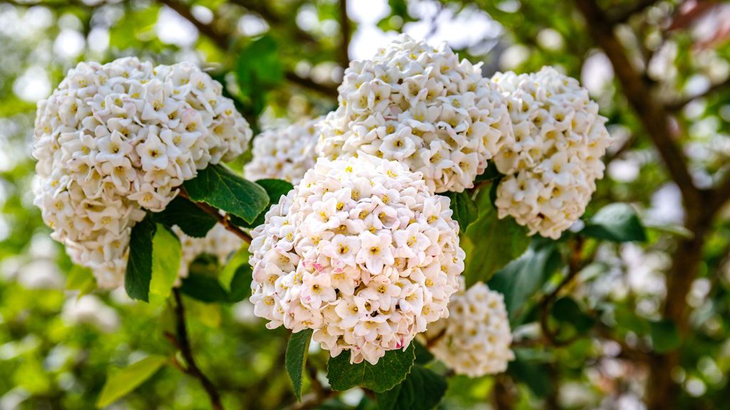 Cet arbuste compact remplace tranquillement les hortensias – il est plus parfumé, résistant et idéal pour les cours urbaines white flowers of V carlesii Snowball