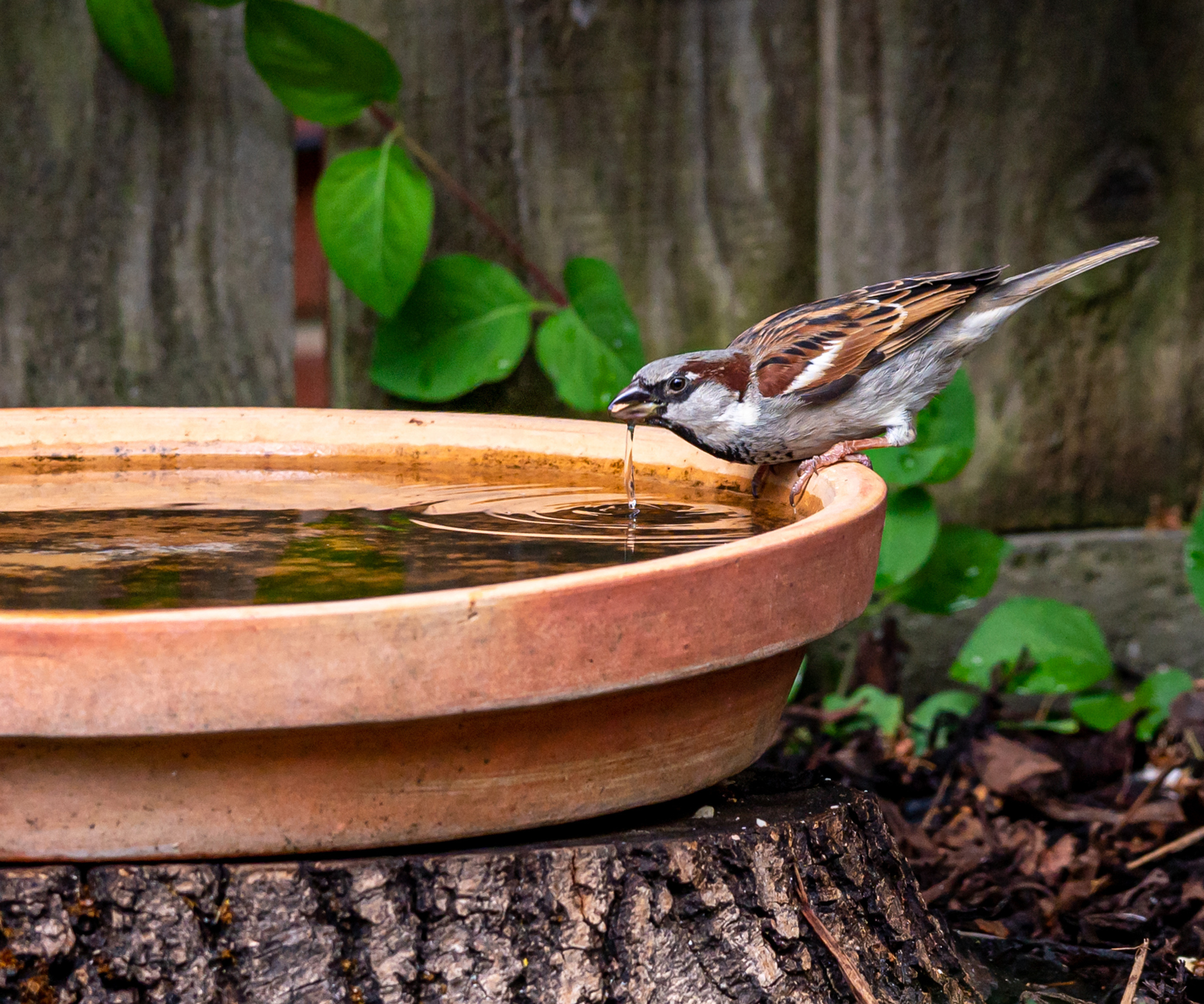 Moineau perché à côté d'un bain d'oiseaux buvant de l'eau
