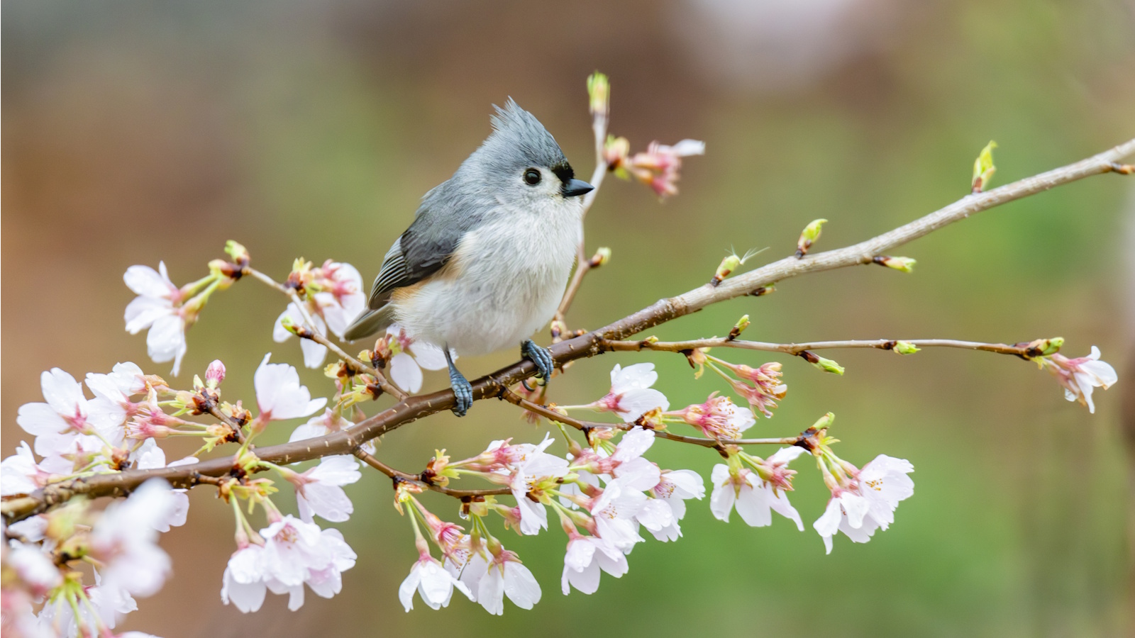 Mésange huppée sur branche fleurie