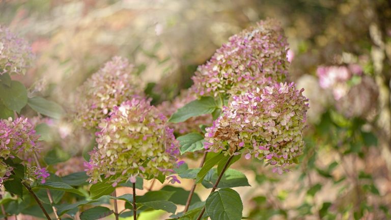 Il est temps de repenser le Deadheading – Les experts révèlent les raisons surprenantes pour lesquelles les fleurs fanées valent la peine d’être conservées Close-up flower head of Hydrangea paniculata 'Limelight' showing the delicate pink bracts in fall