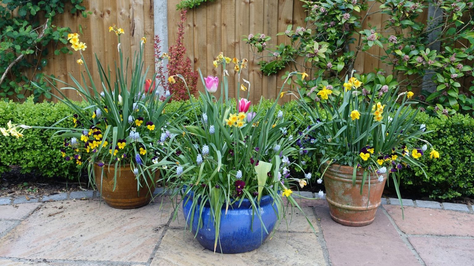 Two brown plant pots behind a vibrant blue plant pot on a patio