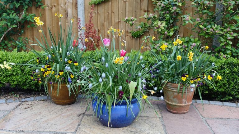 Le pot de fleurs ombré à 5 $ d’ALDI semble beaucoup plus cher qu’il ne l’est – et il est parfait pour les petits jardins Two brown plant pots behind a vibrant blue plant pot on a patio