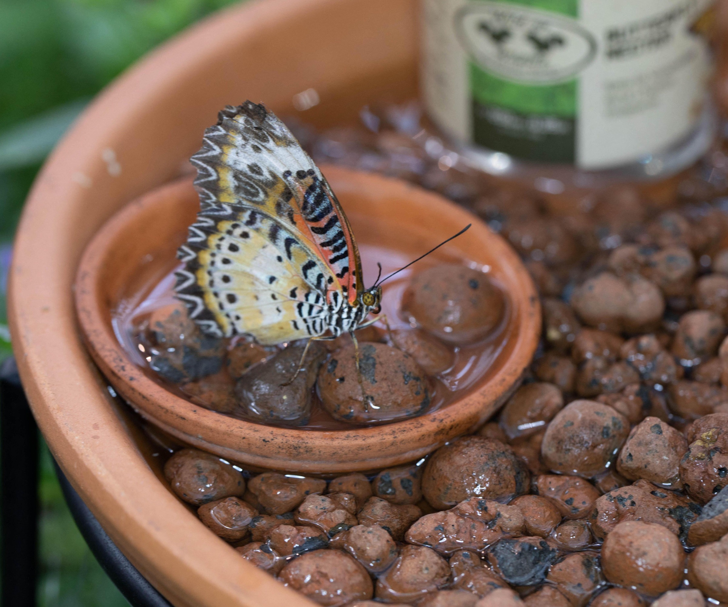 Papillon buvant sur un puddleur de papillons