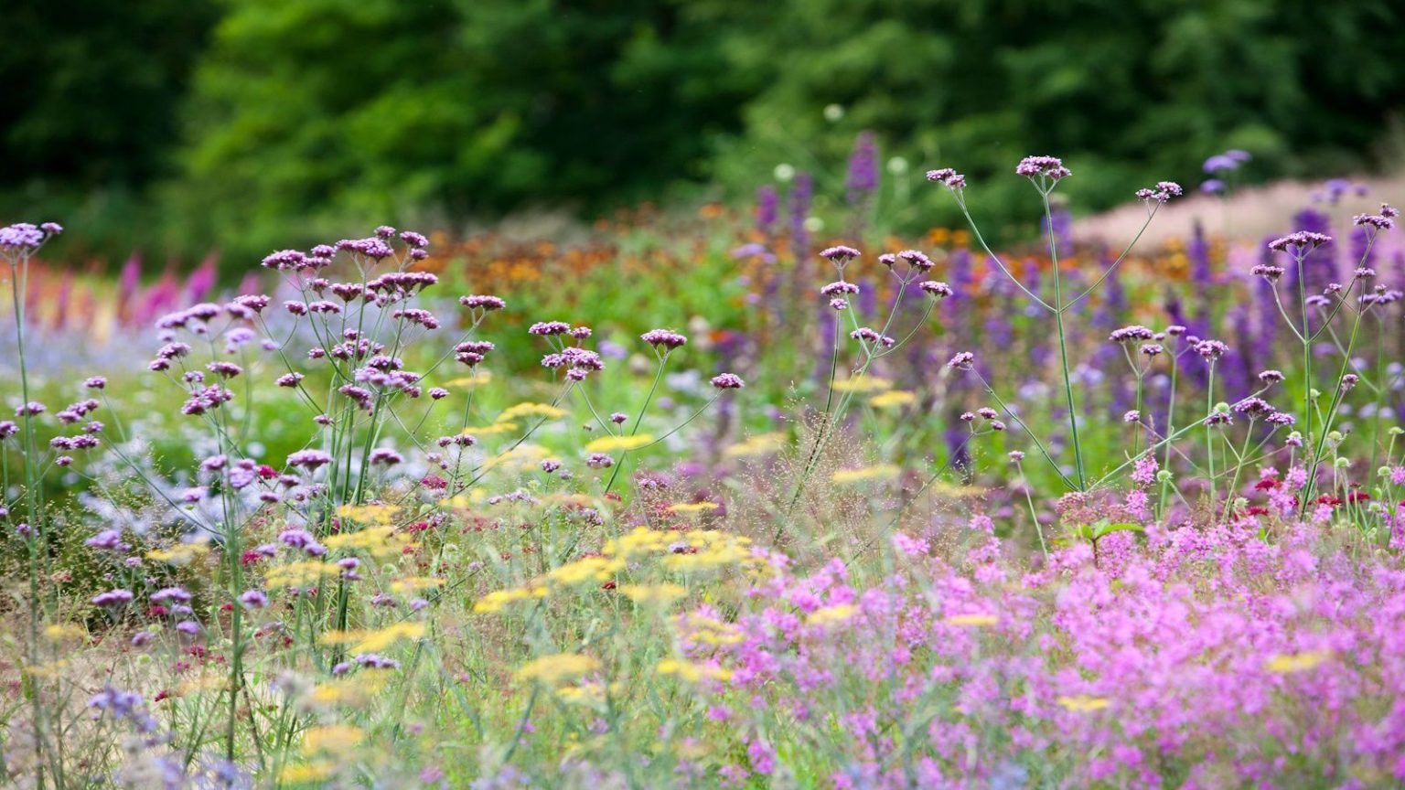 Piet Oudolf design Pensthorpe Norfolk, perennial planting