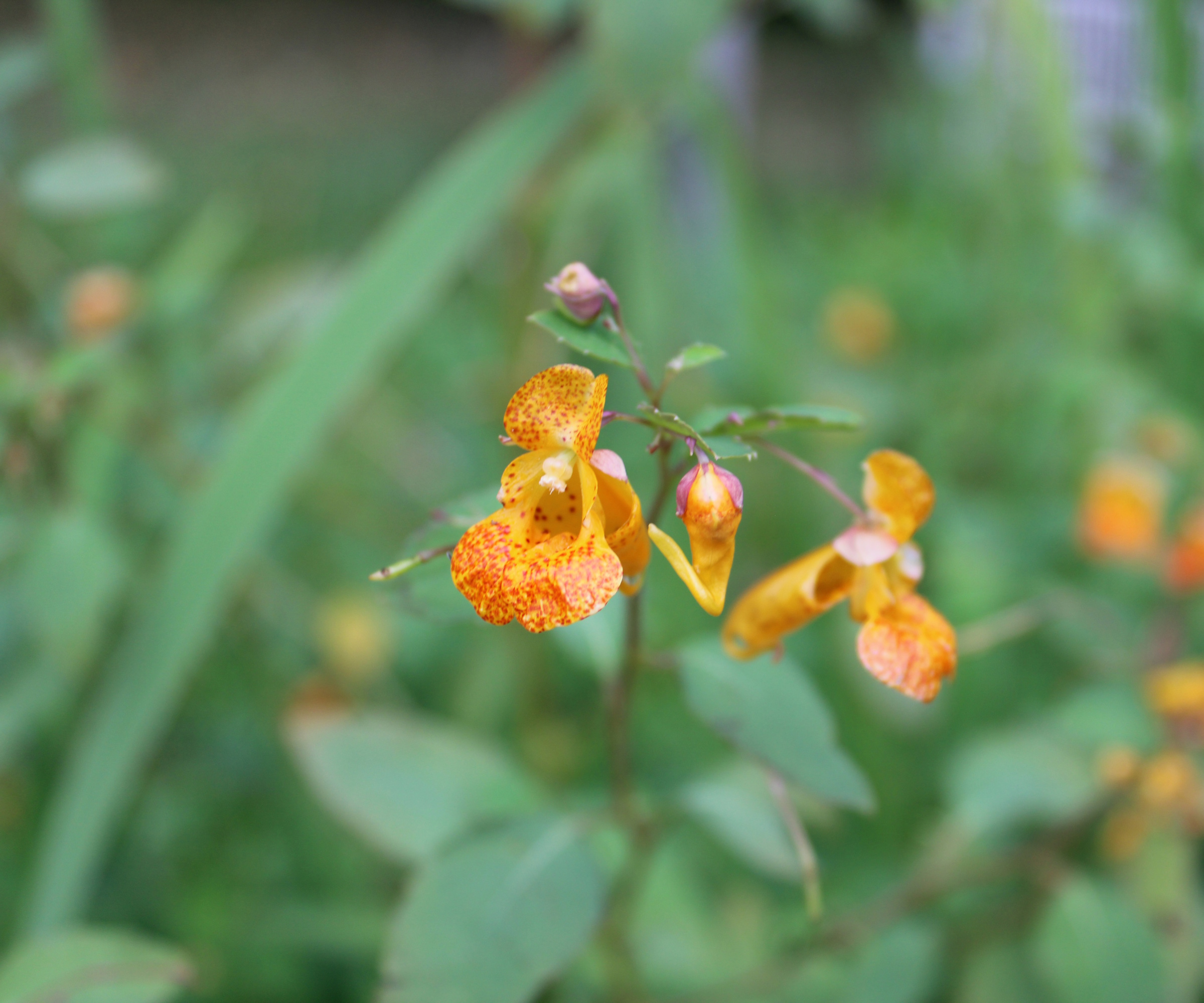 Bijou orange