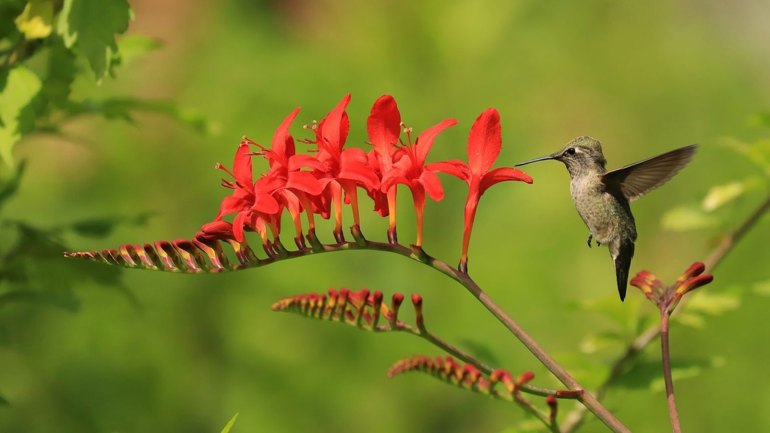 Hummingbird feeding from red flower