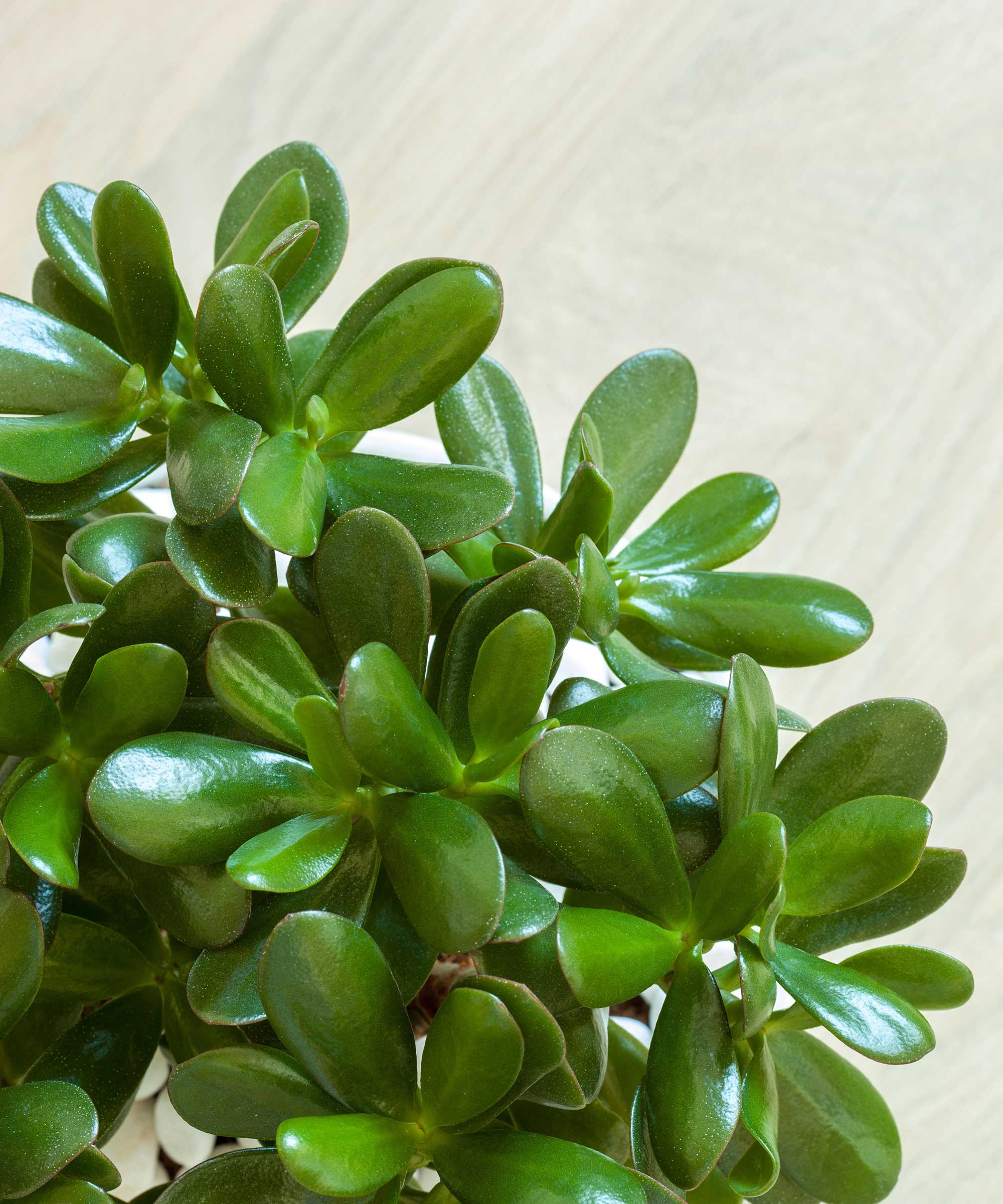 feuilles de crassula ovata