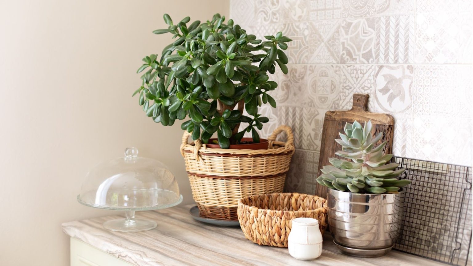 jade plant in wicker planter on a kichen side