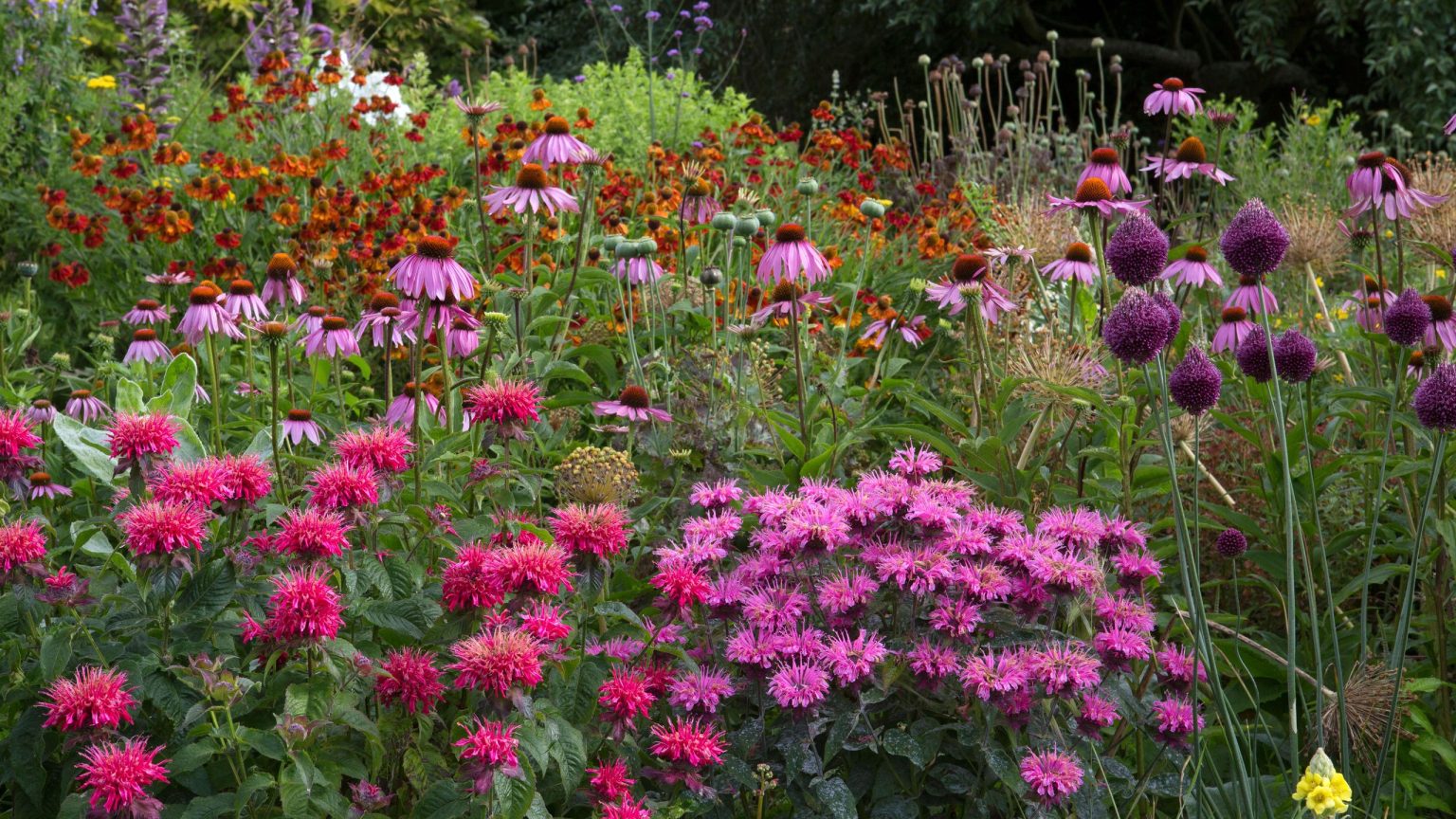 Que planter maintenant pour un jardin qui culmine en août – 8 plantes à mettre en terre en mai, alors que les conditions sont idéales