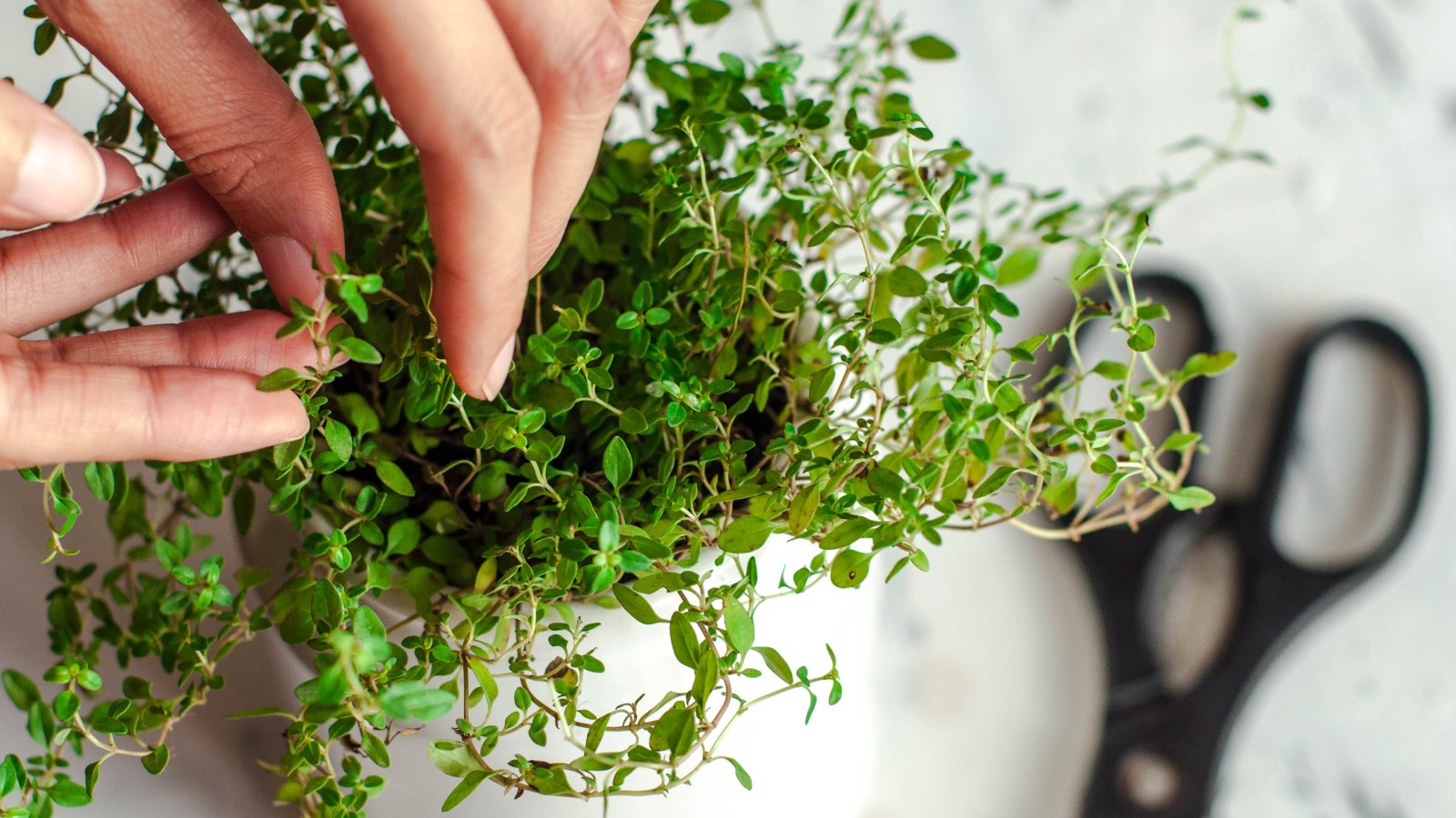 Le thym cultivé en intérieur