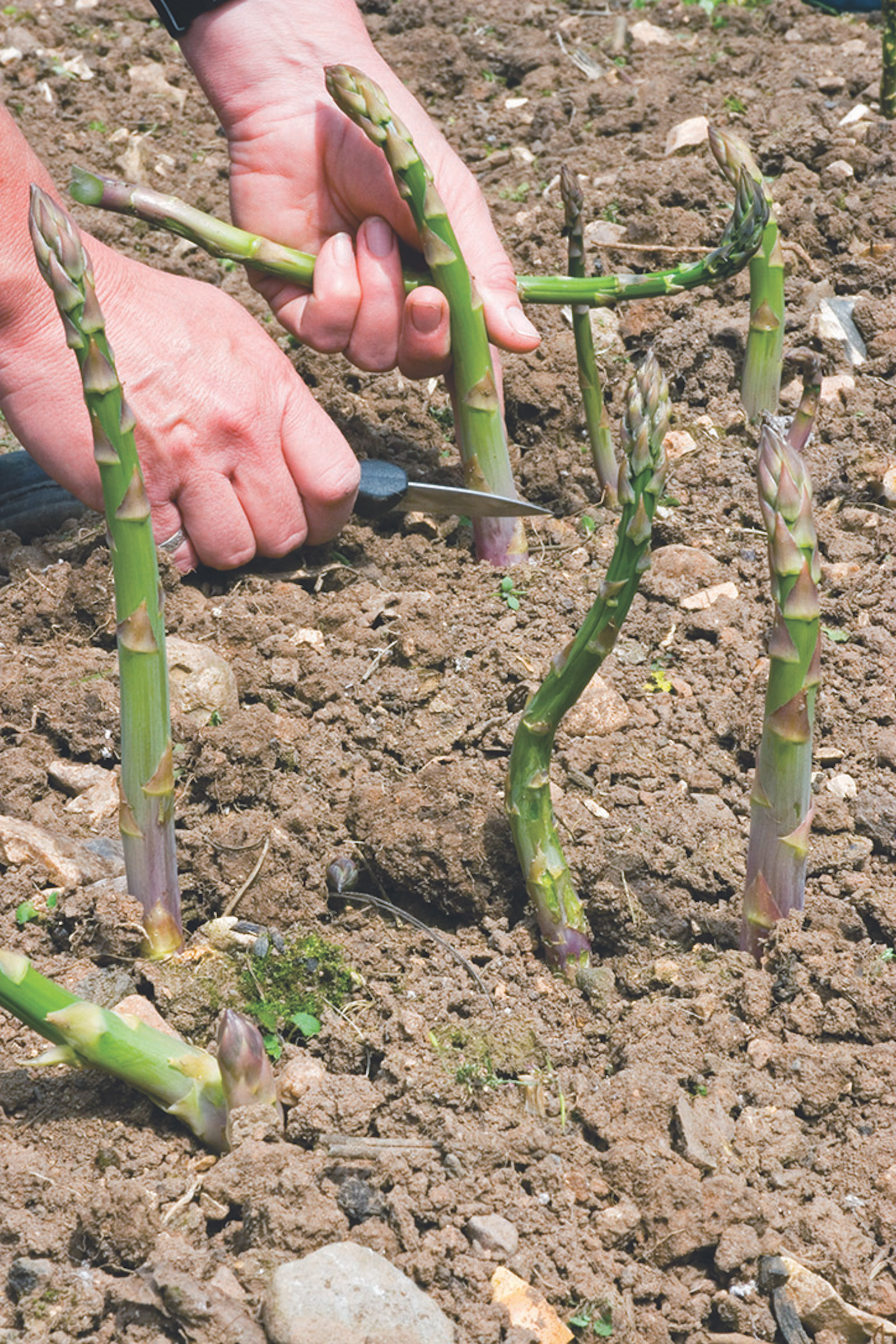 couper les asperges pour la récolte
