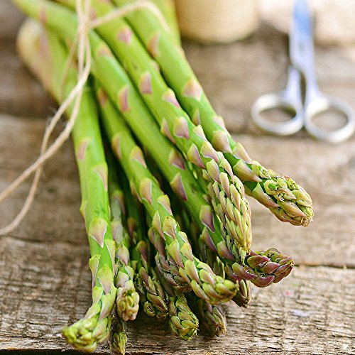 Jersey-Knight 10 plantes à racines nues d’asperges vivantes -2 ans-couronnes de pépinière cueillies à la main