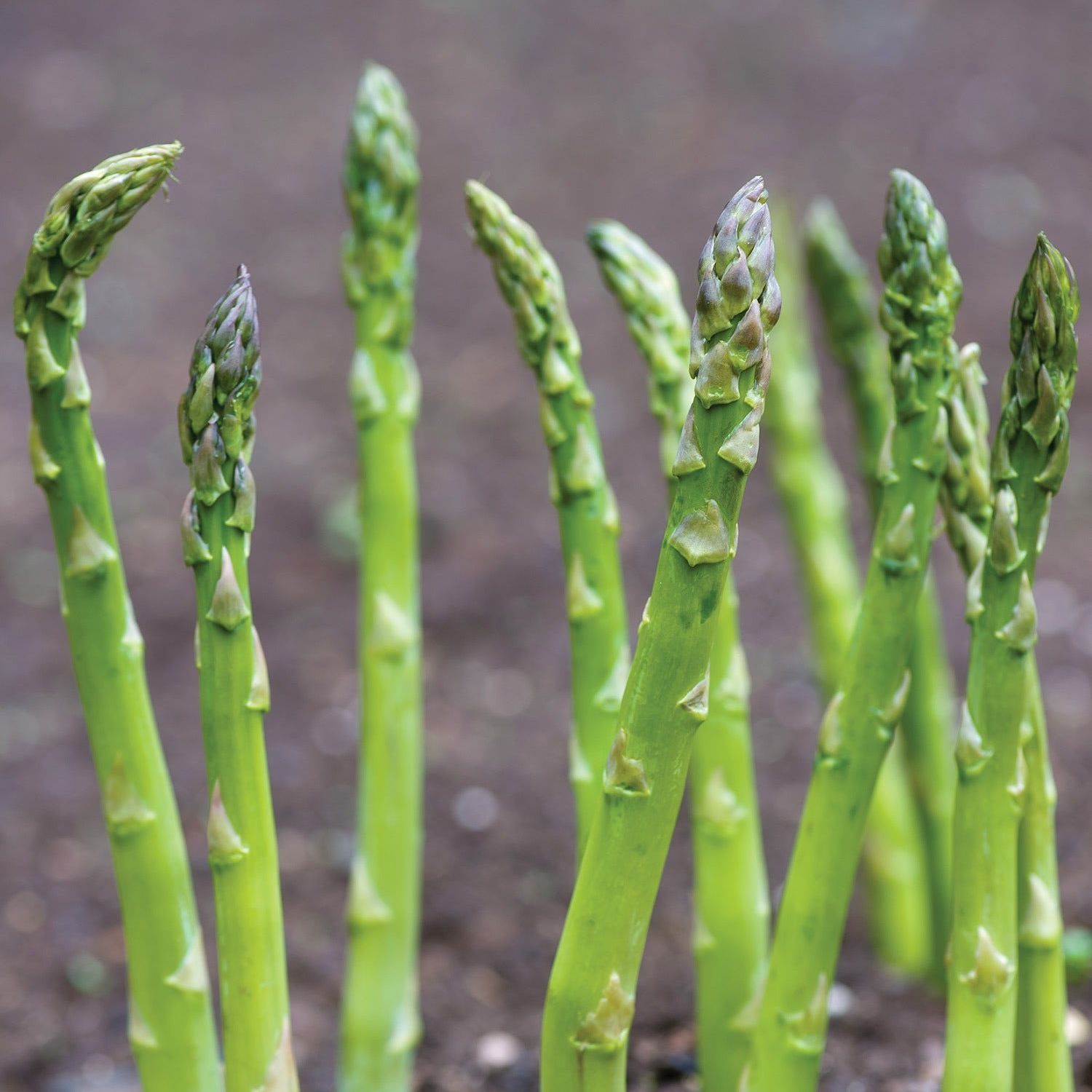 Asperges, Mary Washington