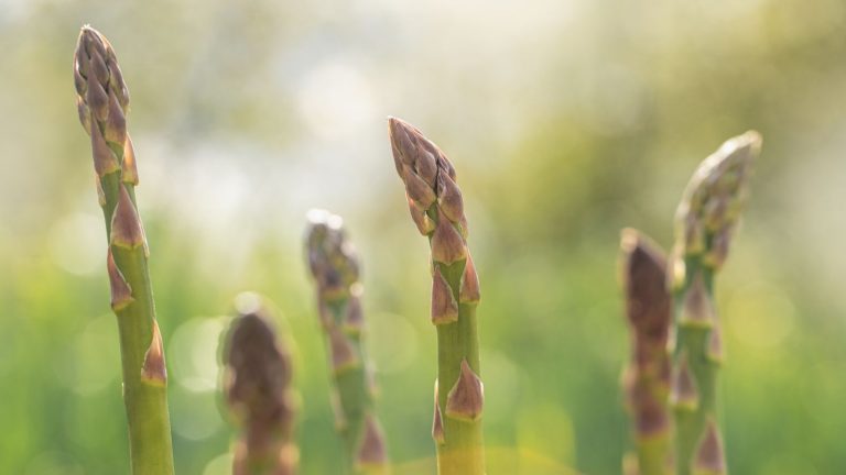 Que faire avec des asperges envahies par la végétation ? Les experts conviennent tous qu’il n’existe qu’une seule solution – et qu’elle profite à votre culture à long terme A selection of developing asparagus spears growing in a vegetable garden