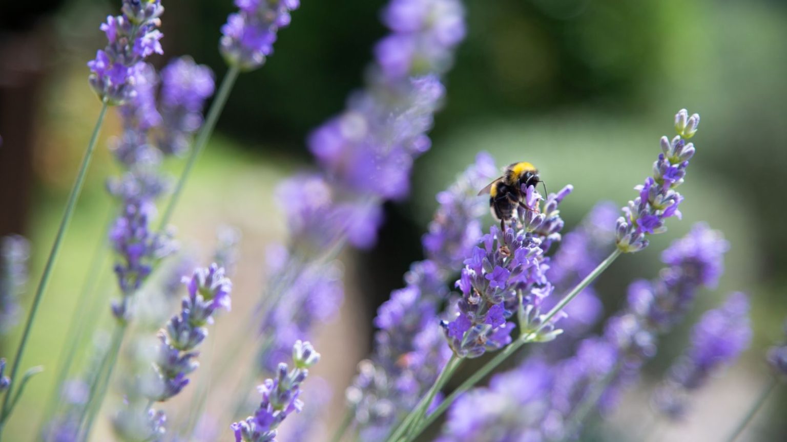 7 boutures à prendre en mai pour des plantes pollinisatrices gratuites – les abeilles, les papillons et les colibris les adorent A bee sits on lavender flowers in the sunshine